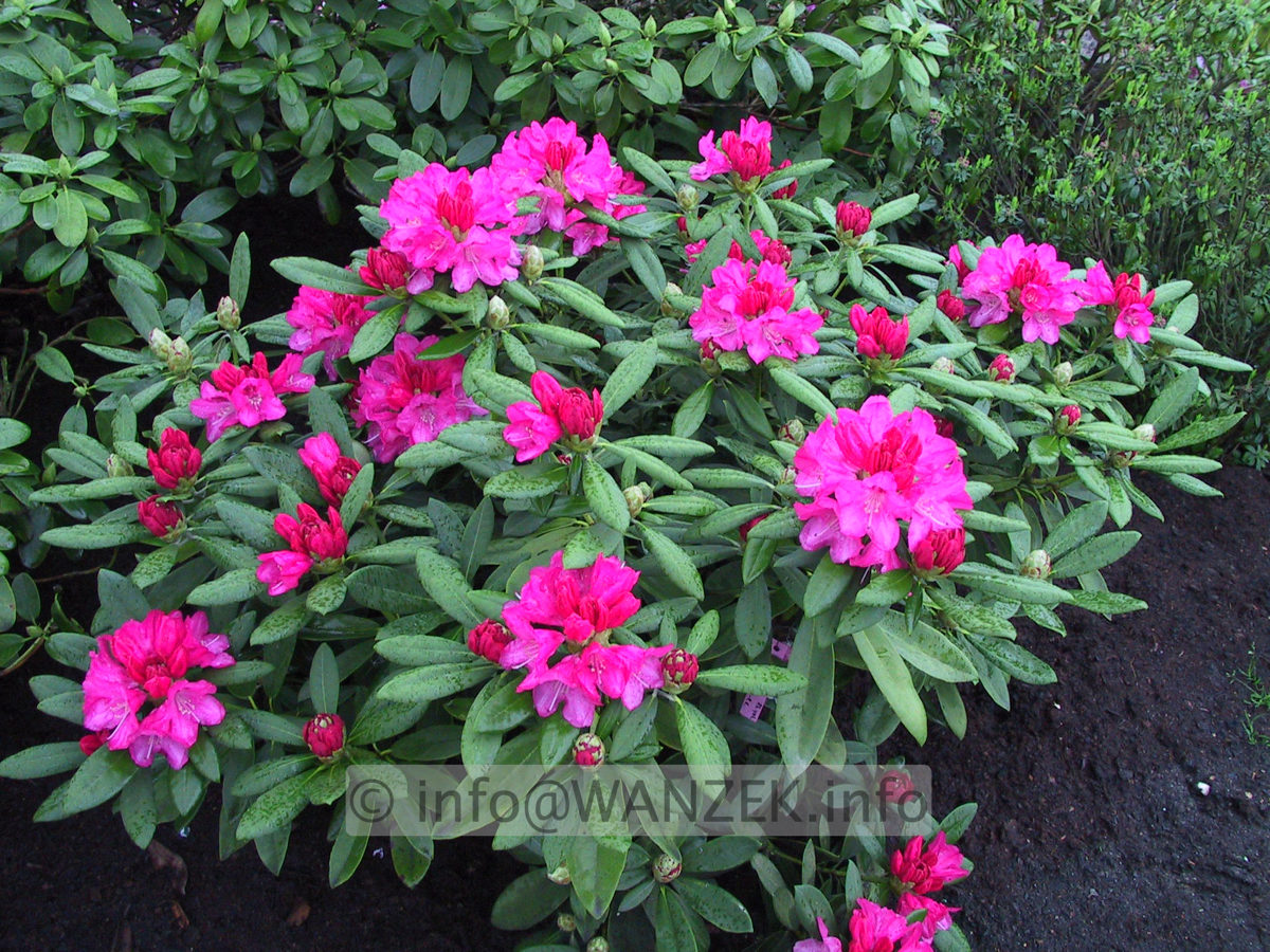 Rhododendron yakushimanum Kalinka 01.JPG